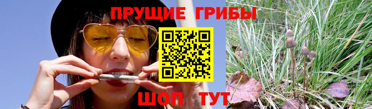 Псилоцибиновые грибы Cubensis Конаково